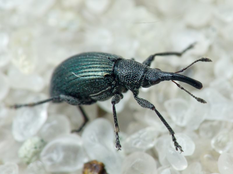 Aspidapion radiolus (Marsham, 1802)